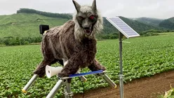 Robotul japonez „Monster Wolf” este o sperietoare de urși de 4.000 de dolari, dotată cu ochi cu LED-uri roșii