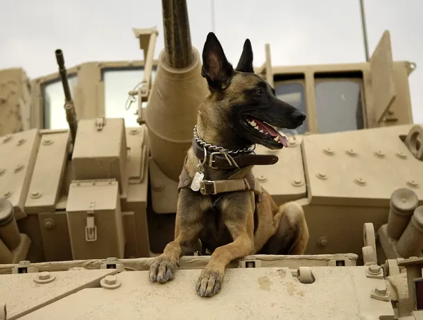 Proiectul Warhound: Cum vor fondatorii Colossal și Anduril să creeze „super-câini” militari prin clonare și editare genetică