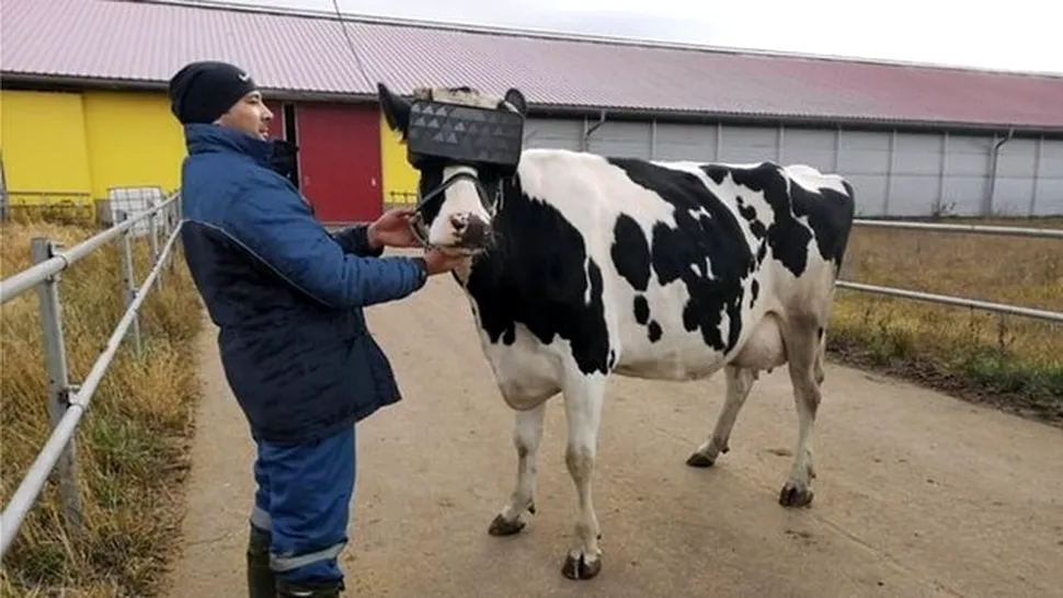 Rusia pune vacile de lapte în realitate virtuală pentru a le asigura o atmosferă mai calmă