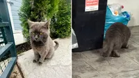 Motanul British Shorthair cu cea mai tristă poveste: plânge tare la toate ușile din Bragadiru după adăpost și mâncare. Pisoiul se roagă de oameni să îl adopte: „Situația este dramatică”