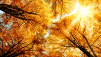 Prognoza meteo, 18 septembrie. Unde va fi aproape ca în mijlocul verii și unde vor fi averse