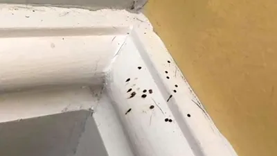 O femeie s-a speriat după ce a aflat cauza micilor puncte negre din casa sa