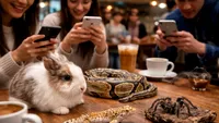 De ce animalele exotice nu ar trebui expuse în cafenele? Avertismentul Asociației Ramses: „Șerpii nu sunt recuzită. Țestoasele nu sunt suveniruri vii. Tarantulele nu sunt atracții de Instagram”