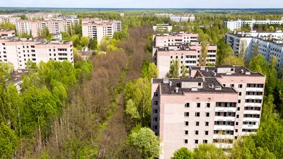 „Spiritele” prosperă acolo: Descoperire surprinzătoare făcută la Cernobîl la 40 de ani de la dezastrul nuclear