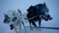 Armata de câini din Groenlanda, care patrulează la temperaturi de -55°C. Povestea Patrulei Sirius, cea mai neobișnuită unitate militară din lume / E coșmarul oricărui intrus în Arctica (FOTO + VIDEO)