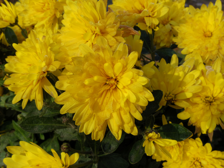 Pentax Q - sample photo
