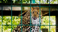 Casa Verde de la Grădina Zoologică din Târgu Mureș, în reabilitare după ce zăpada a accentuat problemele volierelor