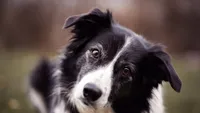 Dezbateri aprinse: Ar trebui eliminată gena merle din reproducerea câinilor? Soluție sau pericol pentru viitorul raselor?