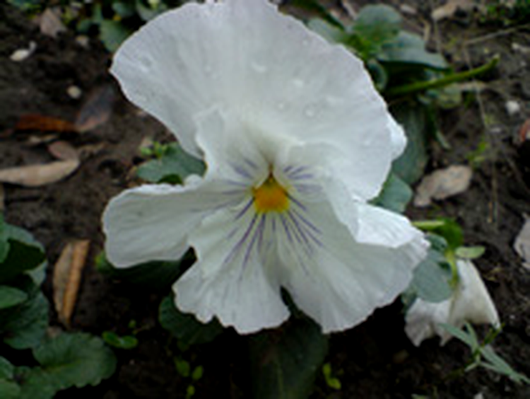 Sony Ericsson K850i foto