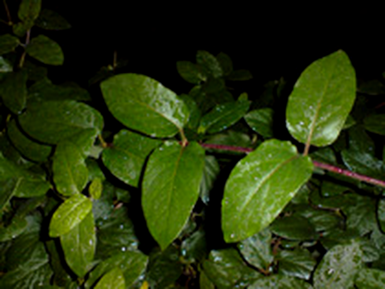 Sony Ericsson K850 photo