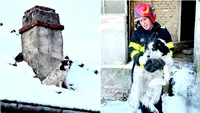 Câine salvat după ore de stat în frig pe acoperișul unei case, în Timiș. Salvatorii au intervenit de urgență (FOTO)