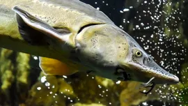 Sistem high-tech de 16,7 milioane lei pentru paza sturionilor pe Dunăre, pregătit de Ministerul Mediului