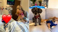 Ultimul cuvânt al mamei muribunde a fost numele câinelui ei. Momentul în care Coconut e adusă la spital a devenit una dintre cele mai emoționante despărțiri văzute vreodată (VIDEO)