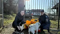 Polițiștii din Alba au donat o cantitate impresionantă de mâncare pentru câinii din județ: „Animalele au nevoie să fie protejate, iar noi suntem responsabili de siguranța, bunăstarea și liniștea lor”