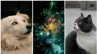 Revelion fără stres pentru animalele de companie. Brașovul mizează pe un mega show de lasere pet-friendly în noaptea dintre ani:   „Am renunţat la celebrul foc de artificii”