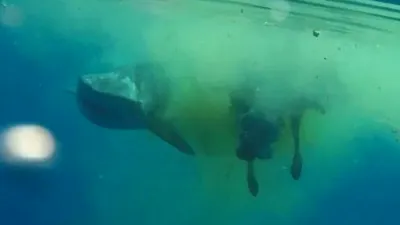 VIDEO: Un rechin mănâncă o vacă în mijlocul oceanului