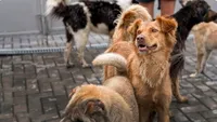 Peste 300 de câini uciși prin otrăvire, după atacul asupra unui copil. Nouă persoane au fost arestate