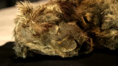 Acest leu de peșteră a fost descoperit în permafrostul siberian. Oamenii de știință i-au analizat ADN-ul și au făcut o descoperire neașteptată