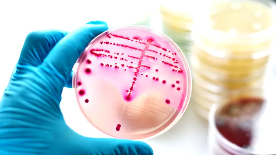 Bacteria E. coli, modificată în laborator pentru a converti CO2 în biocombustibil