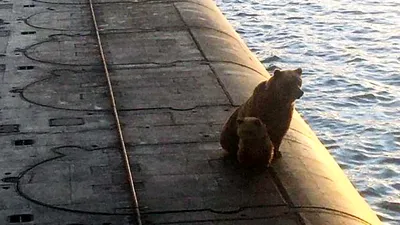 VIDEO: O ursoaică și puiul ei s-au urcat pe coca unui submarin rusesc. Oficialii au luat o decizie controversată