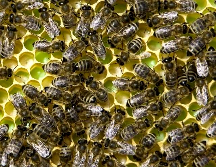 Comportamentul unui roi de albine este greu de simulat