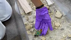 La ce sunt folosiți gândacii-cyborg cu creiere robotizate – VIDEO