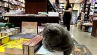 EXCLUSIV | Năsuca, pisica „angajată” full-time la o librărie din Constanța, are și mai mulți fani: „În perioada sărbătorilor de iarnă a fost și mai răsfățată. Aduce cu Garfield”