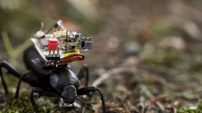 Ce filmează primul camera bug fixat cu adevărat pe spatele unui gândac