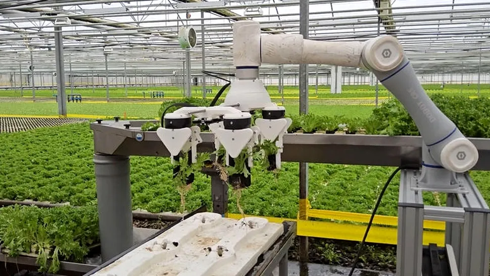 Robotul care revoluționează agricultura: Inovația premiată care culege și ambalează fructe și legume în timp record