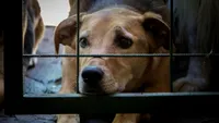 EXCLUSIV | În stradă, de sărbători! Aproape 140 de câini au fost abandonați, doar în Capitală, de la începutul lunii: „Îi găsim mai ales spre periferie. Doar din zona Berceni am preluat 6 pui abandonați, fără mamă. Abandonul reprezintă contravenție și se sancționează cu amendă între 3.000 și 12.000 de lei”