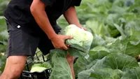 Cum alegi varza pentru murat ca să obții sarmale fragede. Detaliul pe care trebuie să-l verifici înainte să o cumperi de la piață