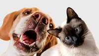 Câini „dependenți” de jucării și pisici cu secrete genetice: Ce au aflat cercetătorii despre animale în 2025