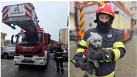 Cățeluș salvat de pompieri în a doua zi de Crăciun. Apartamentul proprietarului a fost cuprins de flăcări