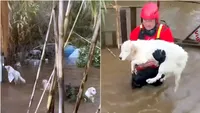 Misiune contracronometru după inundațiile masive din Italia: nouă câini, salvați în ultimul moment de pompieri din calea viiturilor (VIDEO)