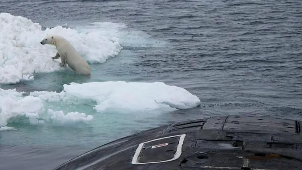 Anul în care urșii polari nu vor mai exista dacă nu este redusă semnificativ poluarea