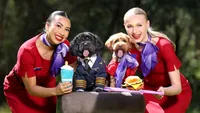 Câini și pisici la bord: Succesul neașteptat al zborurilor pet-friendly Virgin Australia (FOTO)