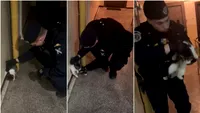 Intervenție neobișnuită într-un bloc din Constanța: O pisică „agresivă” a pus autoritățile pe jar (VIDEO)