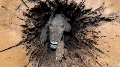 Un câine s-a mumificat în trunchiul unui copac