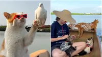 Viralul zilei | Pisicile pescărițe care fac furori pe internet. Cum defilează cele patru feline printre pești și păsări (VIDEO)