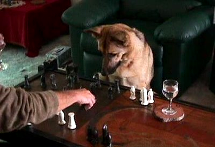 smart dog
