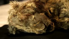 Acest leu de peșteră a fost descoperit în permafrostul siberian. Oamenii de știință i-au analizat ADN-ul și au făcut o descoperire neașteptată