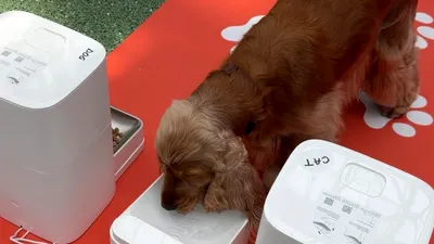 Cum îți poți lăsa animalul de companie singur câteva zile cu ajutorul tehnologiei