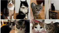 Primul târg de adopții pisici din 2026. Zeci de pisicuțe au nevoie de familii iubitoare / Evenimentul are loc duminică, 11 ianuarie, în Capitală