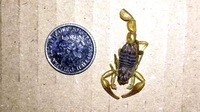 O femeie a găsit un scorpion în coletul venit de la Amazon