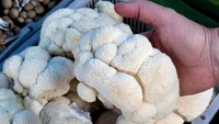 Singura ciupercă cu gust de fructe de mare care reduce trigliceridele. E bună și pentru slăbit, creier și starea de spirit