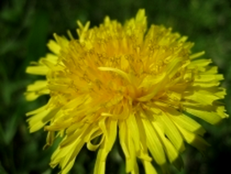 Macro, ISO 80, 1/320 s, F8.0