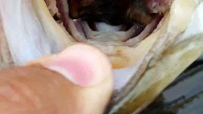 Descoperire bizară făcută în gura unui peşte
