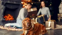 5 idei de cadouri pentru stăpânii de câini, de pus sub bradul de Crăciun