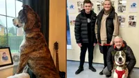 Miracol de Crăciun la un adăpost de animale. Câinele „uriaș și blând” este adoptat după doi ani de așteptare