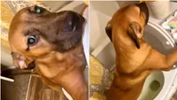 Viralul zilei | Un câine a învățat să folosească toaleta pentru a nu mai ieși în frig. Cum a reacționat stăpânul când l-a văzut (VIDEO)